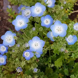 Baby-blue Eyes seeds for charming blue blooms
