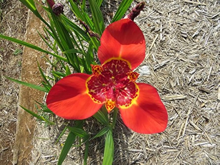 Red Tigridia Pavonia Flower seeds for Planting - Bright Blooms, Heirloom & GMO Free Seeds for Home Garden
 
 Sale seeds for home garden