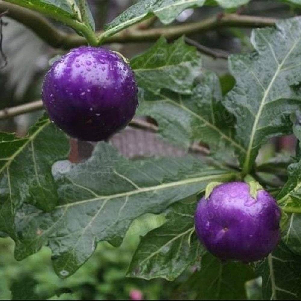 Organic Purple Cherry Tomato Seeds