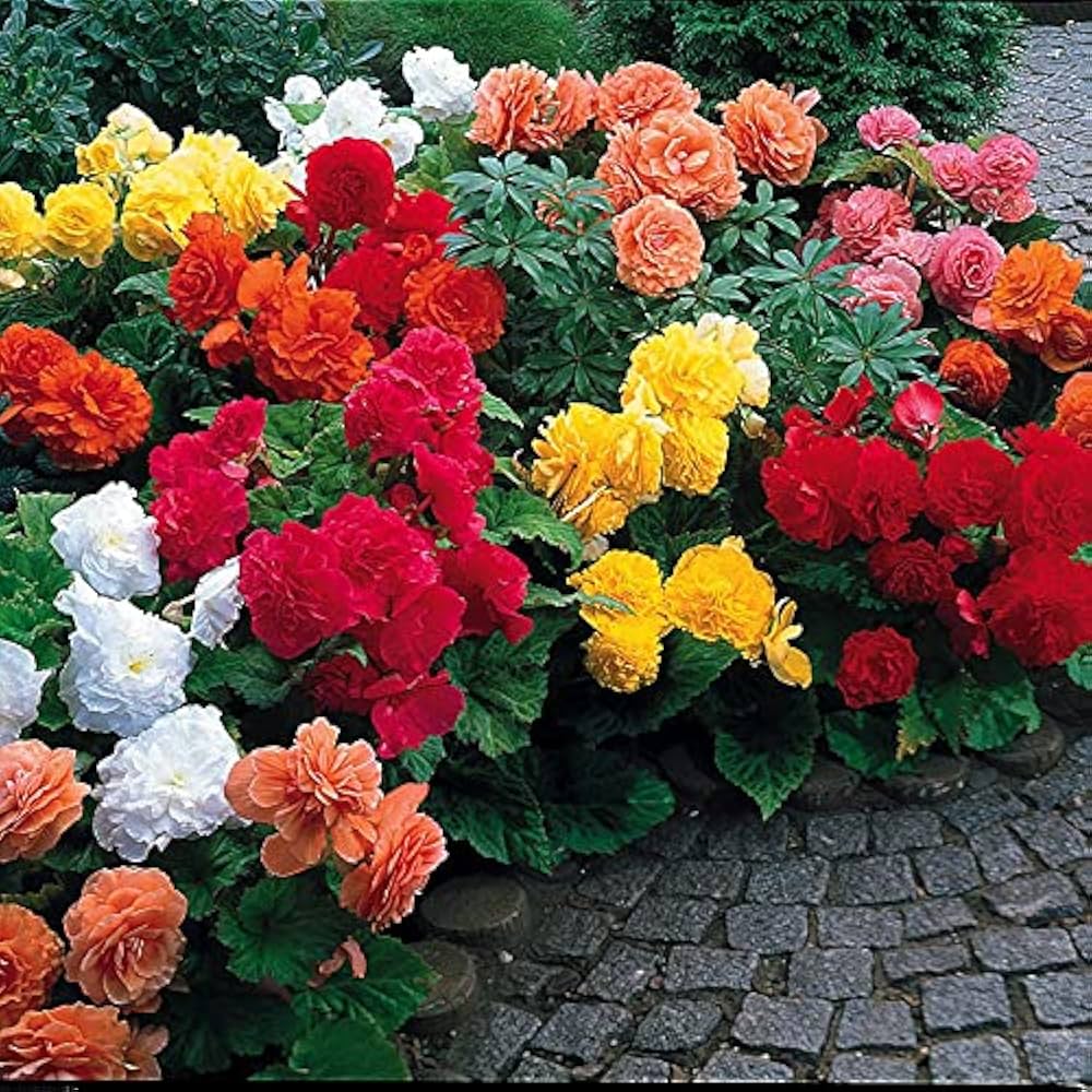 Begonia for planting in flower bed