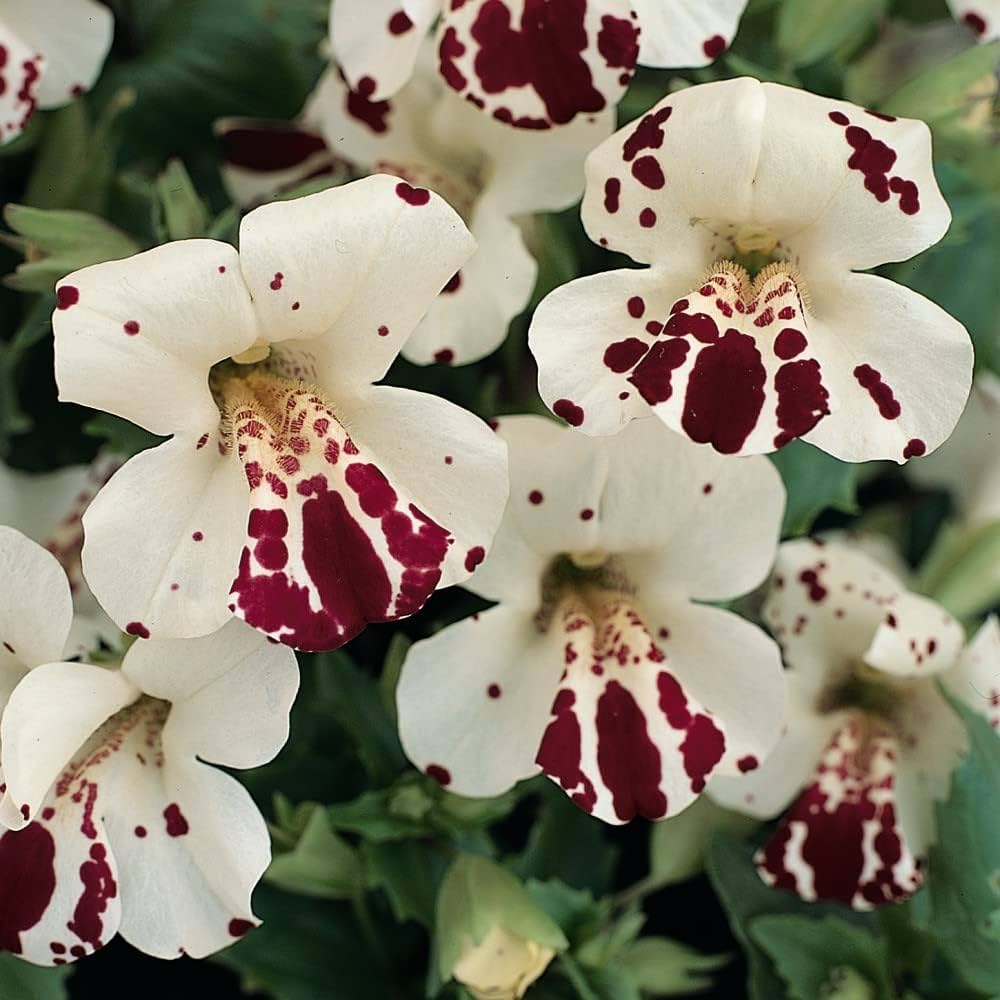 White Mimulus Hybridus Flower seeds for Planting - Seasonal Bloomer, Heirloom & GMO Free Seeds for Home Garden
 
 Sale seeds for planting in home garden