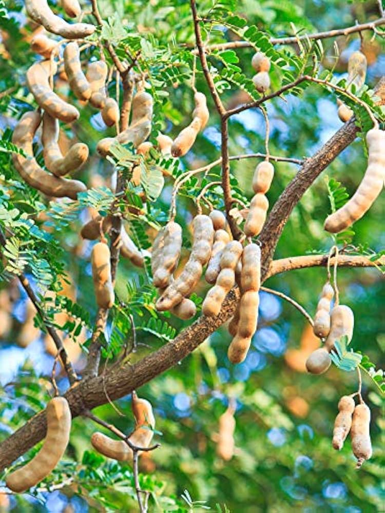 Orchid tamarind Tamarindus indica tree seeds