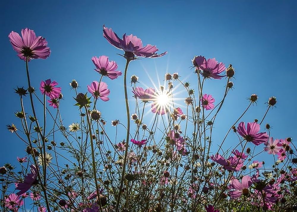 Kosmos-Blumensamen cosmos flower seeds