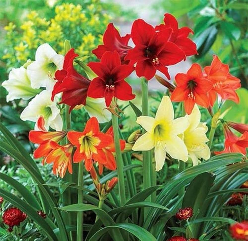 Mixed Amaryllis Bulbs Flower seeds for Planting - Bright Blooms, Heirloom & GMO Free Seeds for Home Garden
 
 Sale seeds for planting in home garden