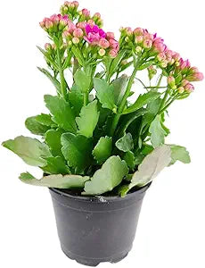 Kalanchoe Blossfeldiana Seeds for Colorful Potted Plants