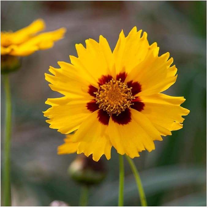 Largeflower Tickseed Wildflower seeds for vibrant flowers