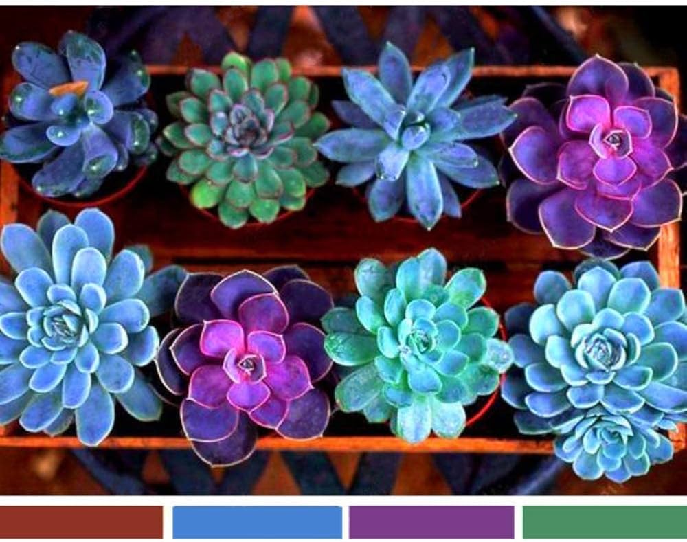 Succulent Planting Seeds - Easy To Grow Flowers Flower