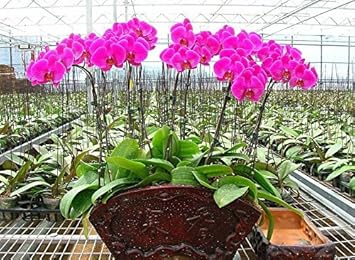 Violet Hydroponic Orchid Flower seeds for Planting - Bright Blooms, Heirloom & GMO Free Seeds for Home Garden
 
 Sale seeds for home garden