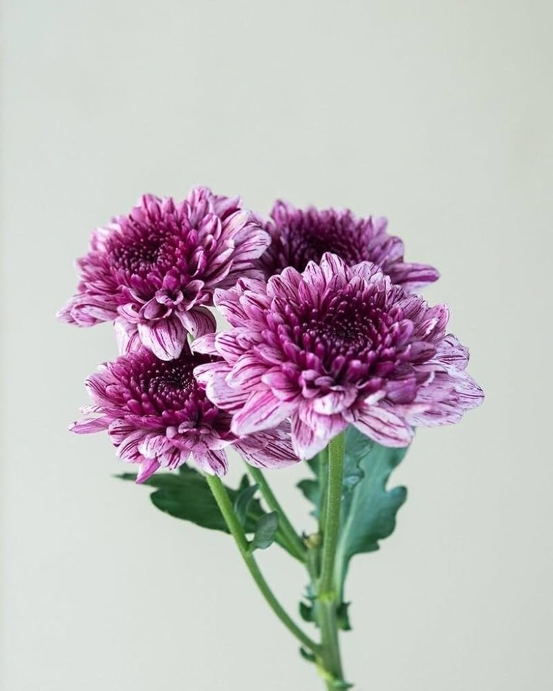 Chrysanthemum Chrysanthemum spp. Seeds for planting in flower bed