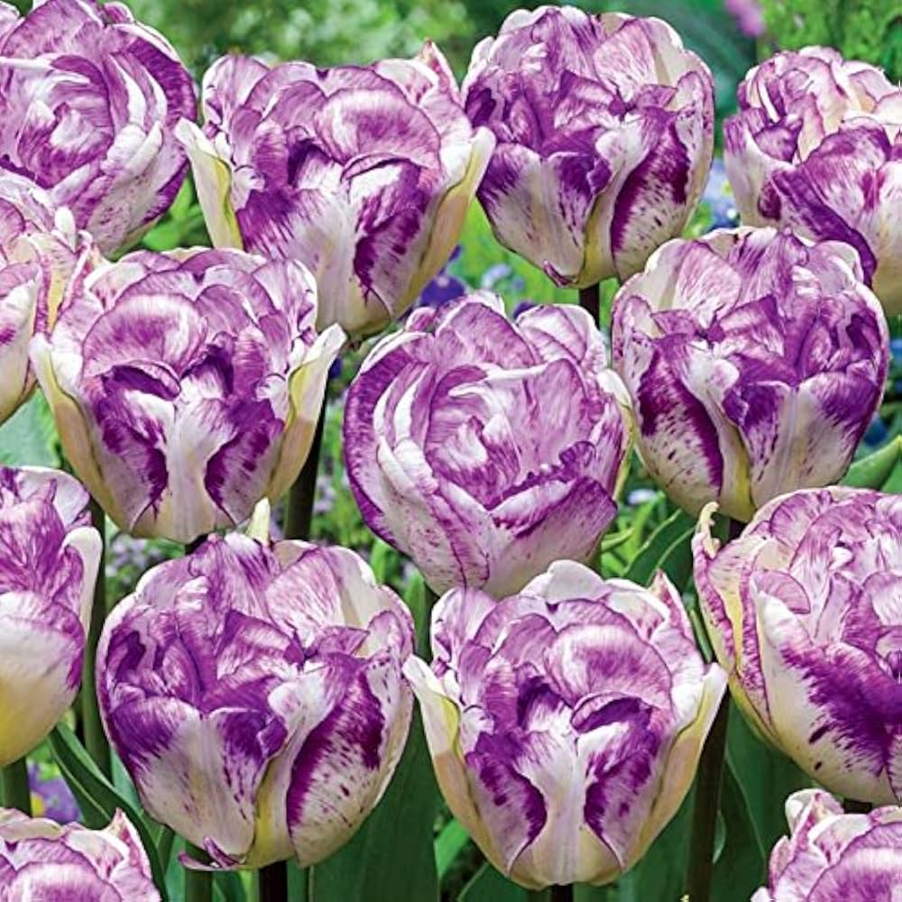 Purple and White Double Tulip Tulipa Gesneriana Seeds for planting in flower bed