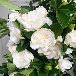 Cape Jasmine Gardenia jasminoides for planting in flower bed
