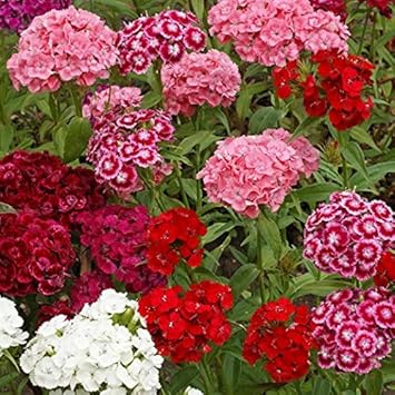 Heirloom William Flower seeds for Planting Shade Tolerant Heirloom & GMO Free Seeds for Home Garden 
 
 Sale for planting in home garden