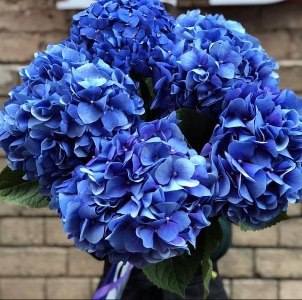 Blue Hydrangea Flower Seeds for elegant blue blooms