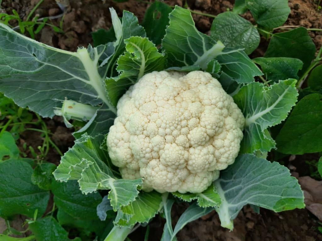 Snowball Cauliflower Brassica oleracea seeds for planting in kitchen garden
