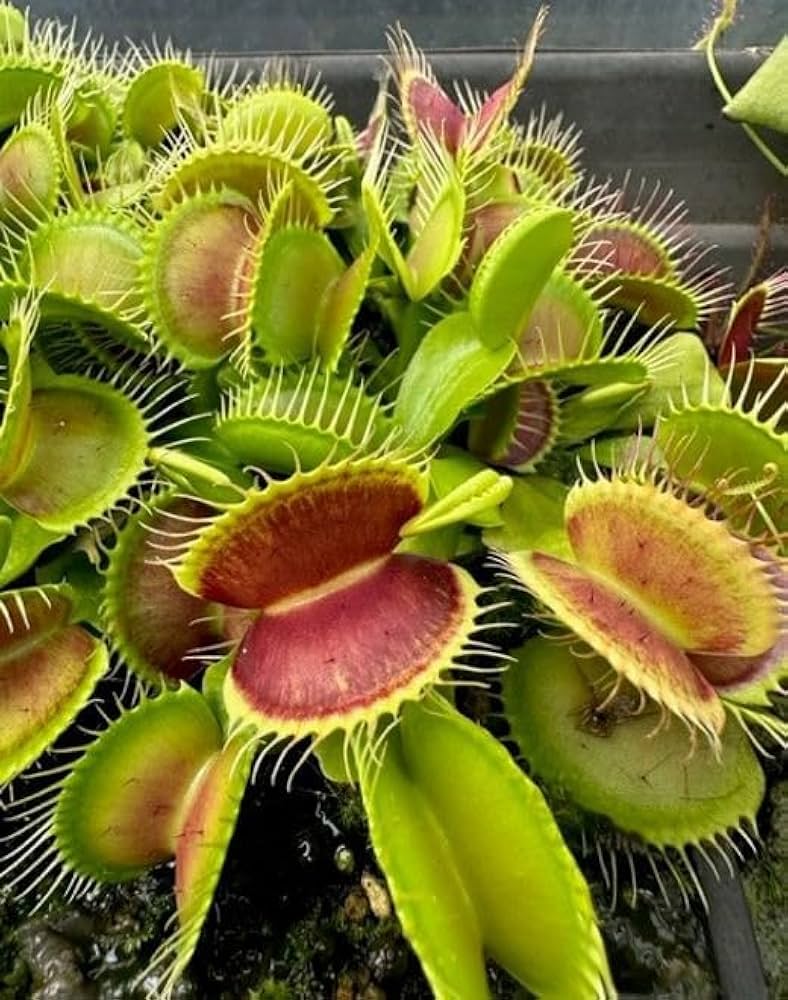 Venus Fly Trap Seeds For Planting - Mixed Carnivorous Plant Variety Seeds