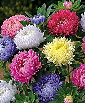 Mixed Chinese Aster Flower seeds for Planting - Drought Tolerant, Heirloom & GMO Free Seeds for Home Garden
 
 Sale seeds for home garden