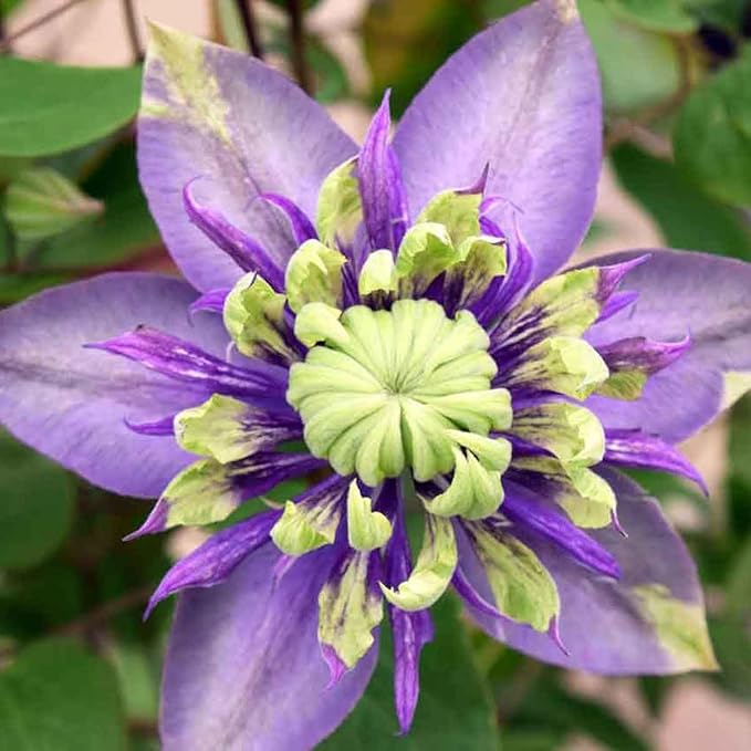 Burgundy Clematis Seeds For Planting Flower