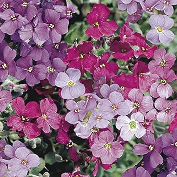 Aubrieta Cultorum Flower Seeds For Multi-Colour Planting