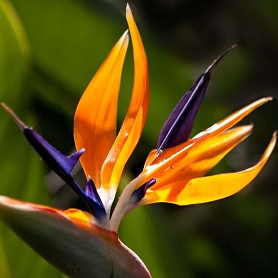 Strelitzia Reginae Planting Flower Seeds For Exotic Blooms