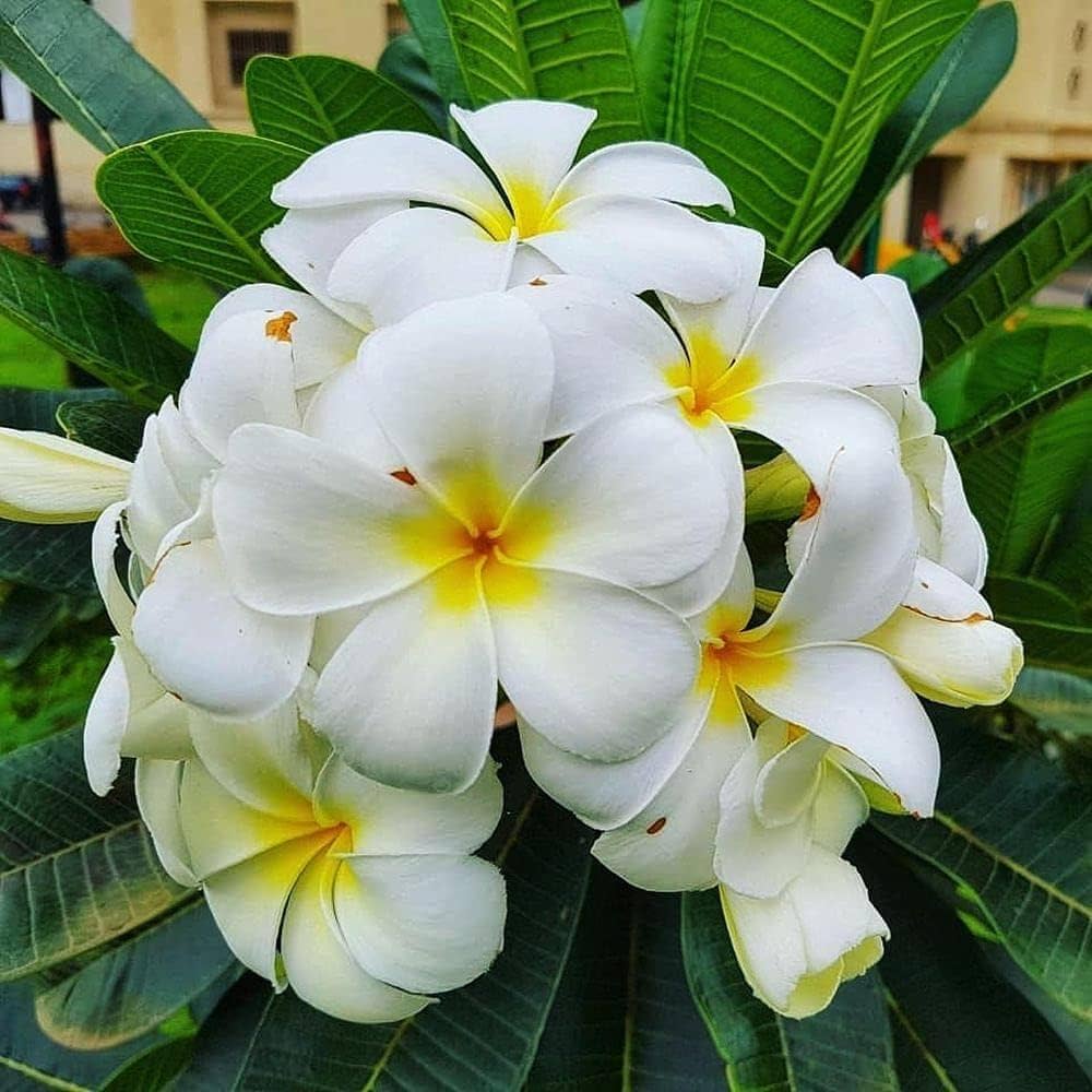 Yellow White Frangipani Flower Seeds Planting