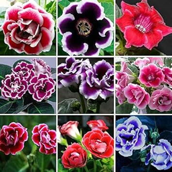 Mixed Colour Gloxinia Sinningia Flower Seeds for Planting Bright Blooms Heirloom & GMO Free Seeds for Home Garden
 
 Sale for planting in home garden