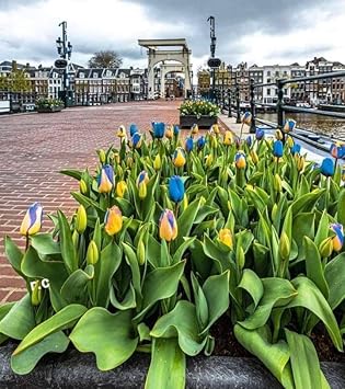 Blue & Yellow Tulip Flower Seeds For Planting