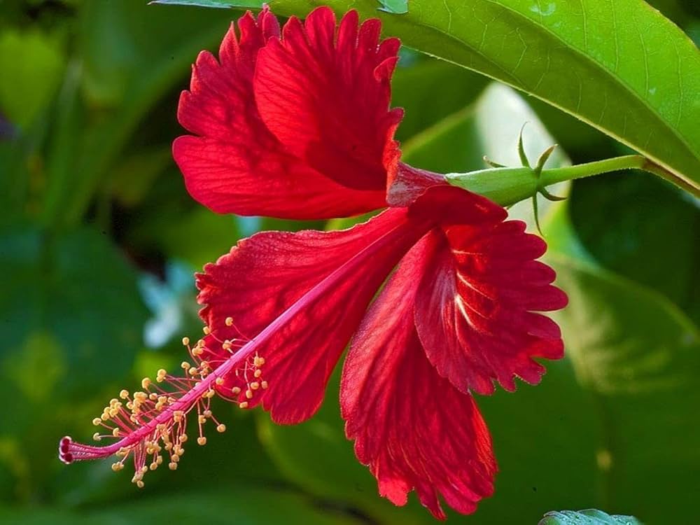 Star Hibiscus Hibiscus rosa-sinensis for planting in flower bed