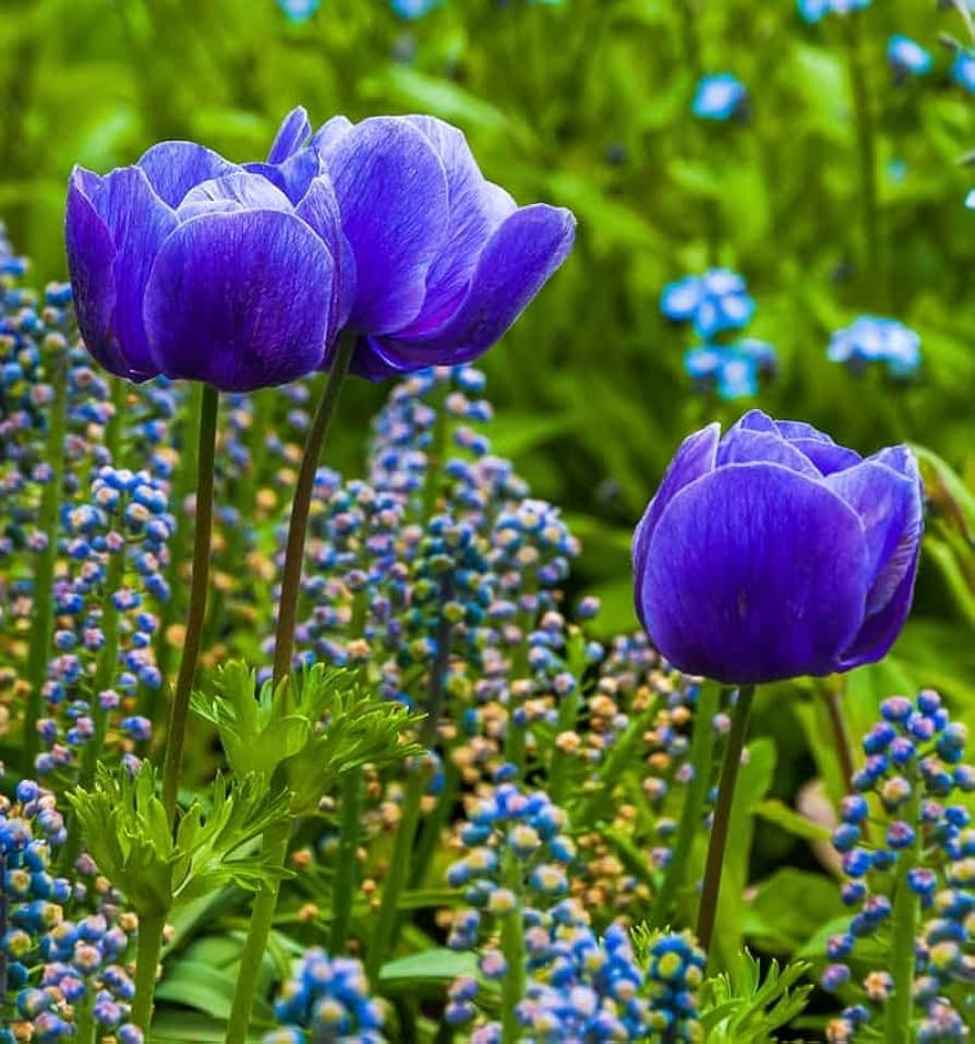 Tulip Blue Flower Seeds for Planting  Vibrant Blue Blooms for Your Garden