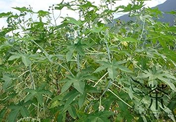 Green Scutellaria Baicalensis Flower seeds for Planting - Wildflower Mix, Heirloom & GMO Free Seeds for Home Garden
 
 Sale seeds for home garden