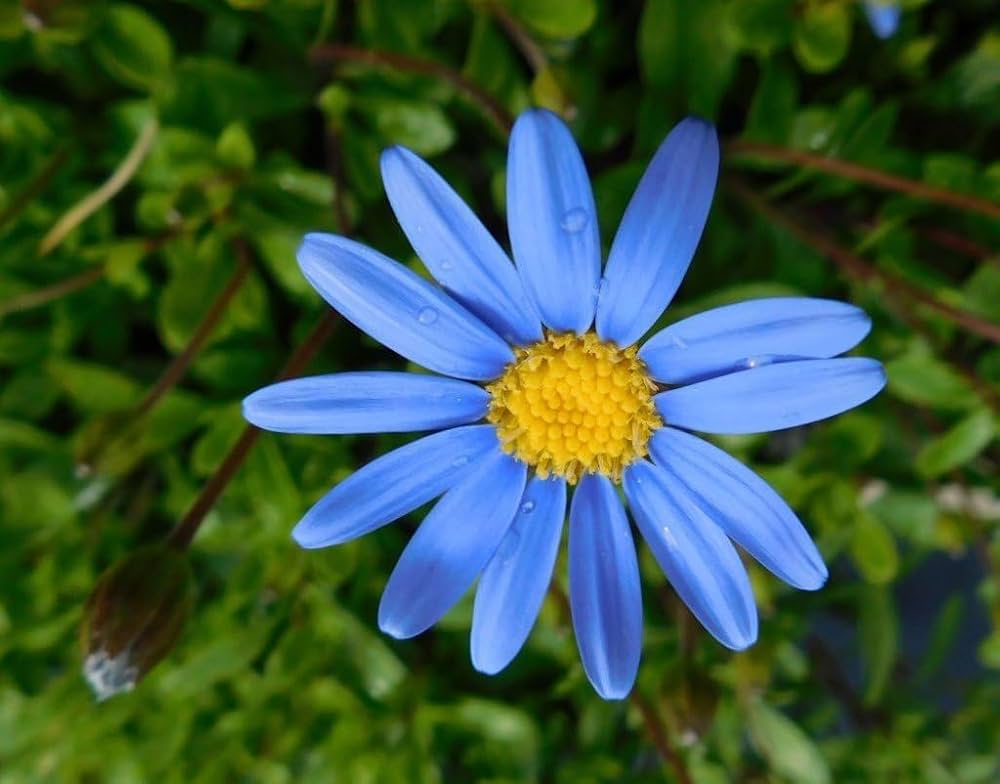 Daisy Flower Seeds for bright, cheerful garden blooms