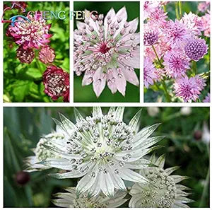 Astrantia Astrantia spp for planting in flower bed
