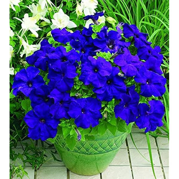 Deep Blue Petunia Seeds For Easy Planting