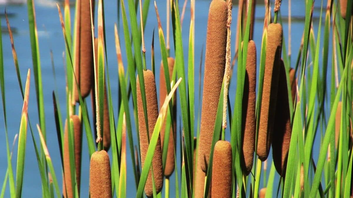 Cattail Flower seeds for Planting Vibrant Colors Heirloom & GMO Free Seeds for Home Garden 
 
 Sale for planting in home garden