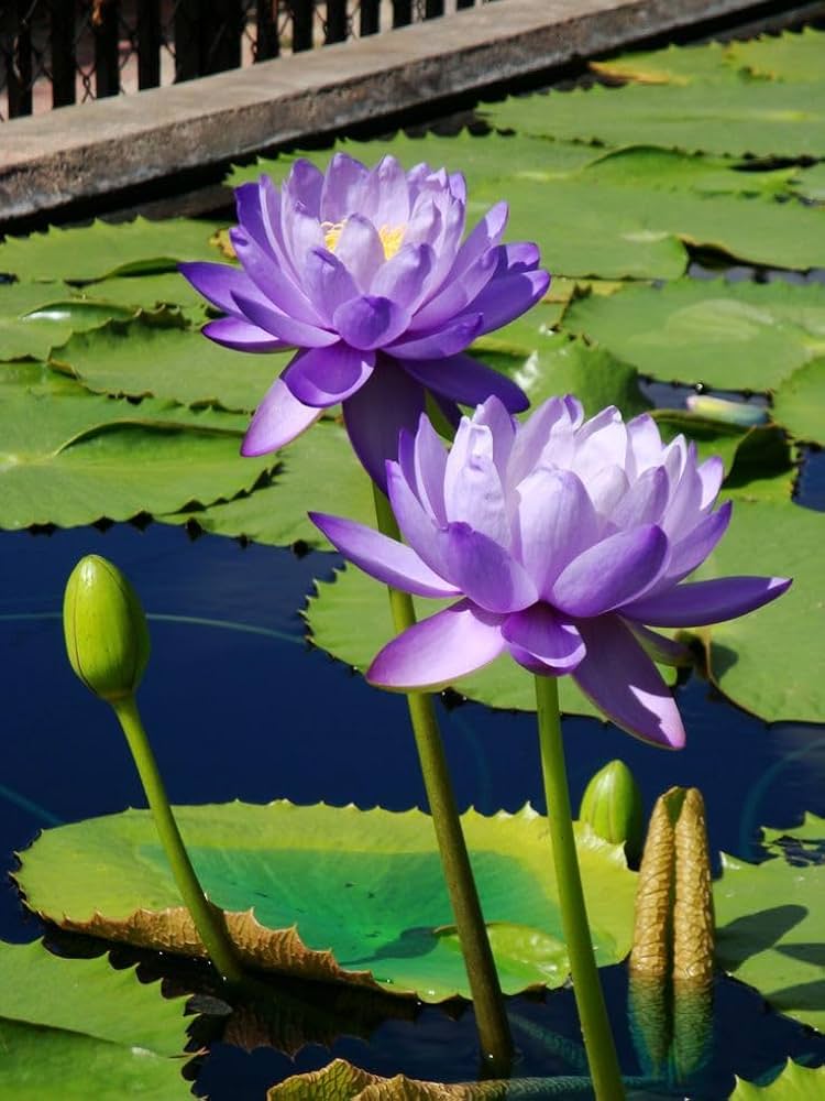 Lily Flower Lilium Species Seeds for planting in flower bed