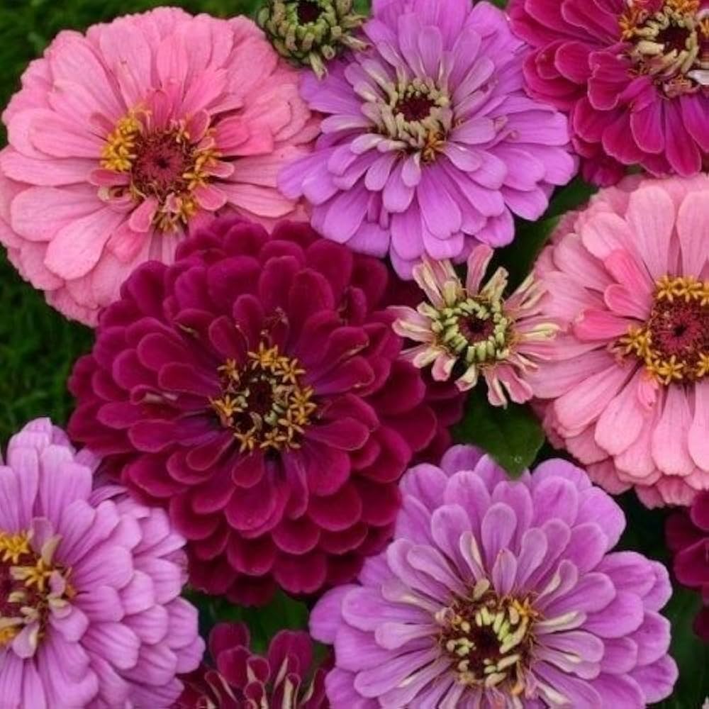 Zinnia Art Deco Flower Mix for planting in flower bed