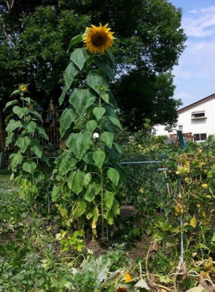 Mammoth Sunflower for planting in flower bed