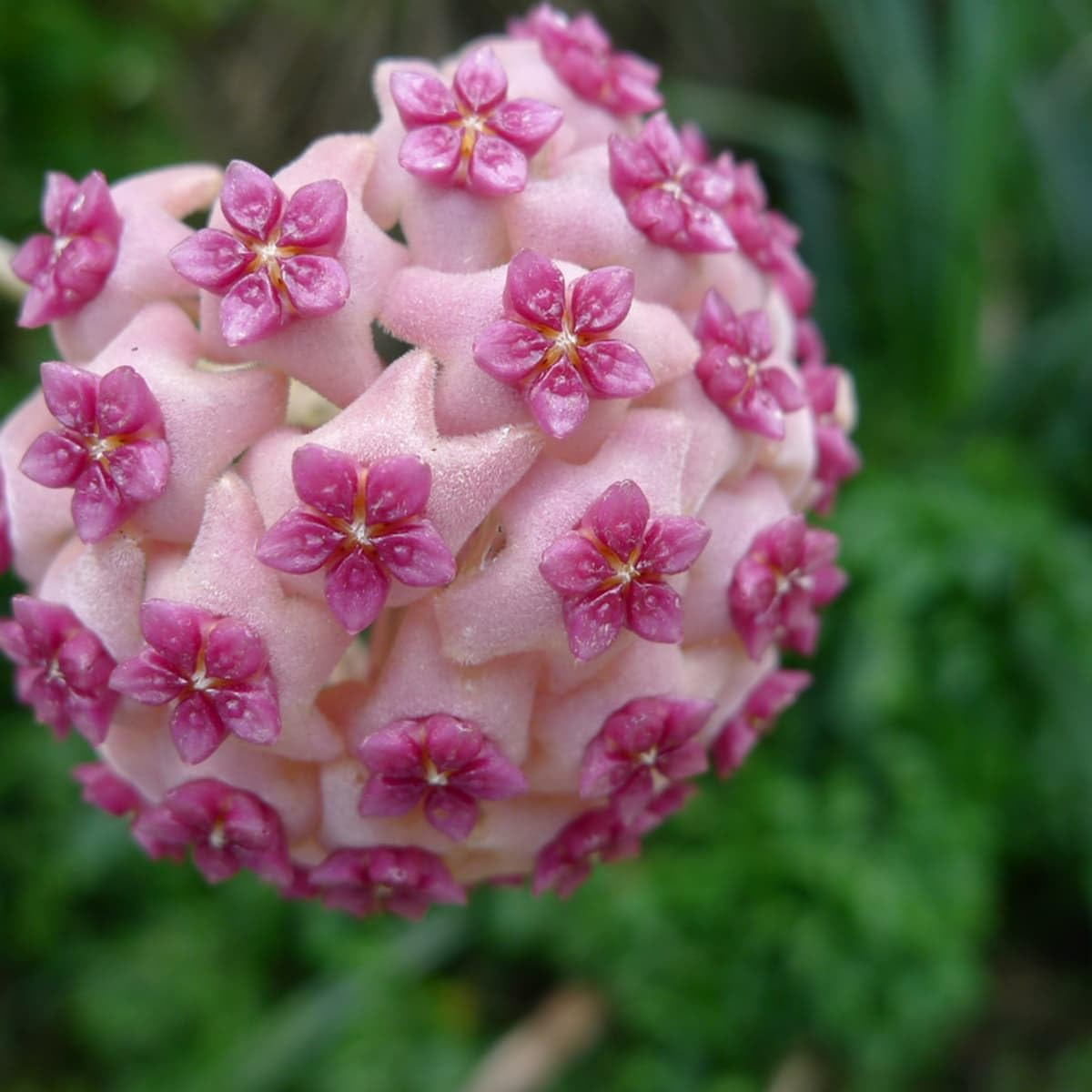 White Callistemon Flower Seeds for Planting Drought Tolerant Heirloom & GMO Free Seeds for Home Garden
 
 Sale for planting in home garden