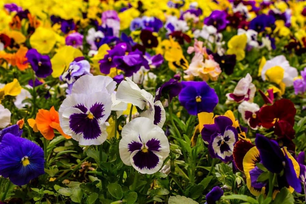 Pansy Viola tricolor mixed flower seeds