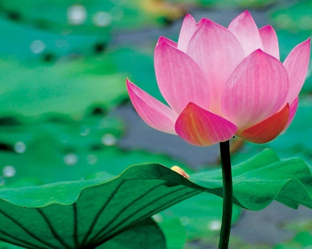 Lotus Nelumbo nucifera seeds for planting in water garden