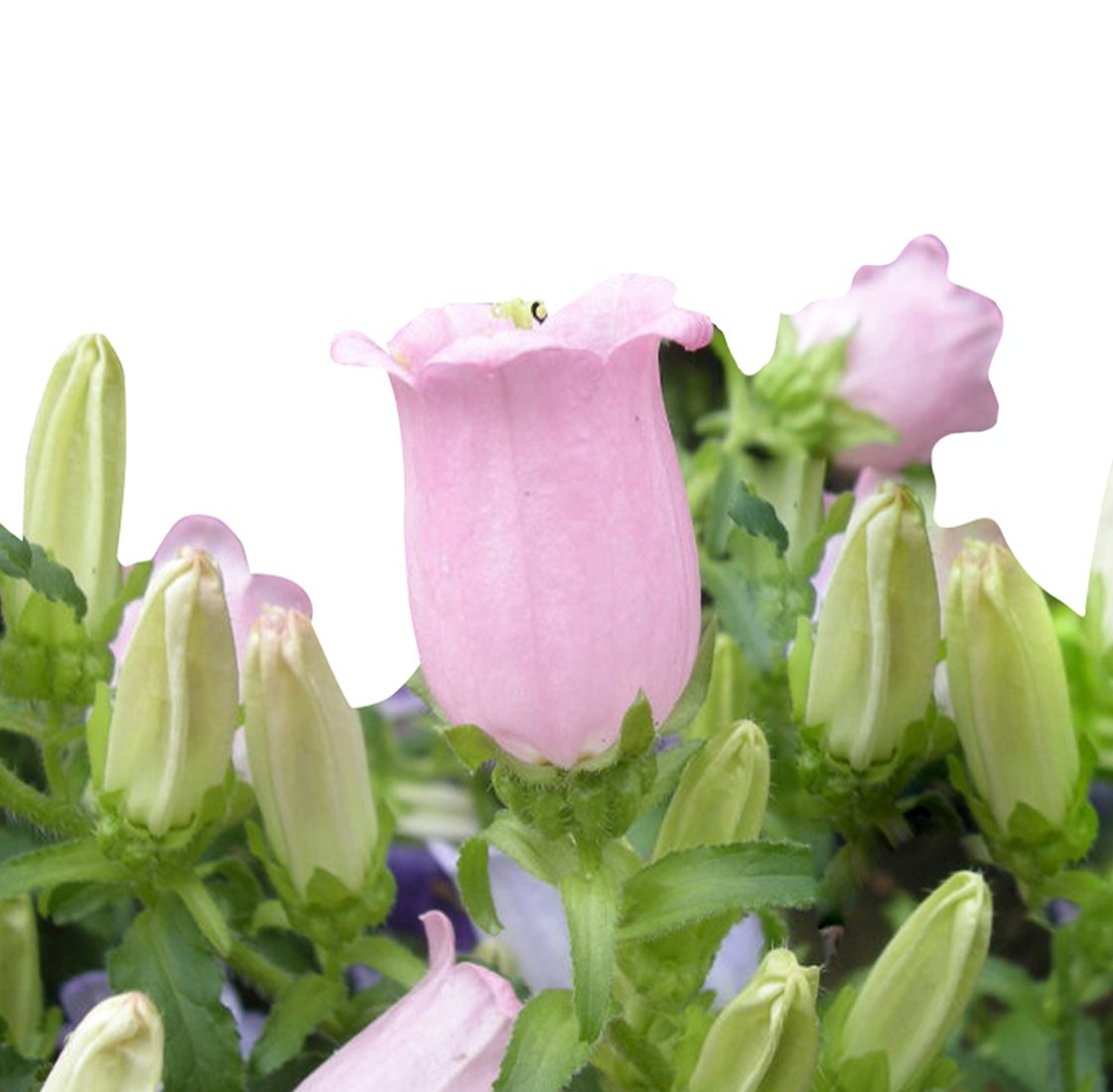 Campanula Campanula spp. Seeds for planting in flower bed