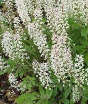 White Tiarella Foam Flower seeds for Planting - Compact Growth, Heirloom & GMO Free Seeds for Home Garden
 
 Sale seeds for home garden