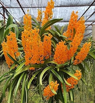 Yellow Red Adenium Obesum Flower Seeds for Planting Low Maintenance Heirloom & GMO Free Seeds for Home Garden
 
 Sale for planting in home garden