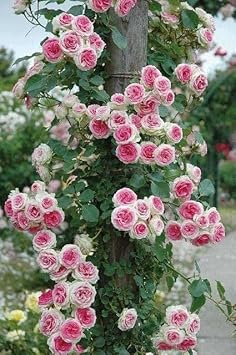 Pink And White Climbing Rose Seeds For Planting Flower