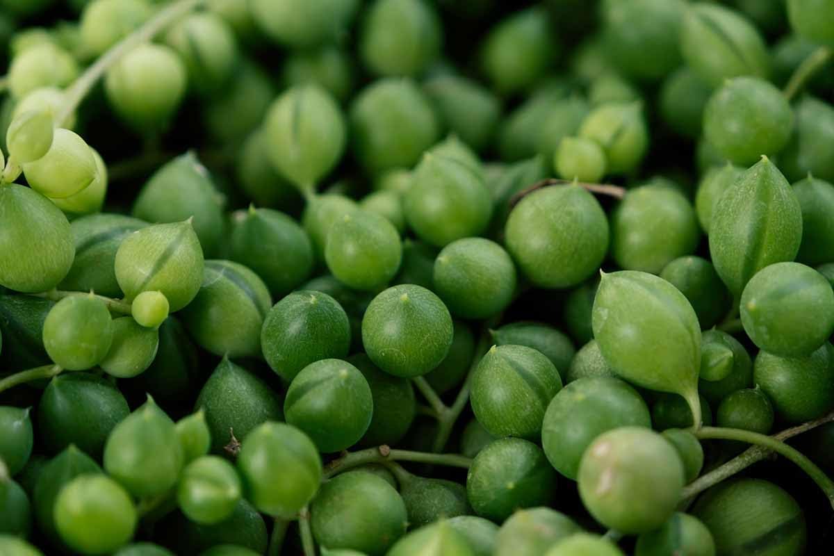 String Of Pearl Plant Seeds For Vibrant Indoor Greenery