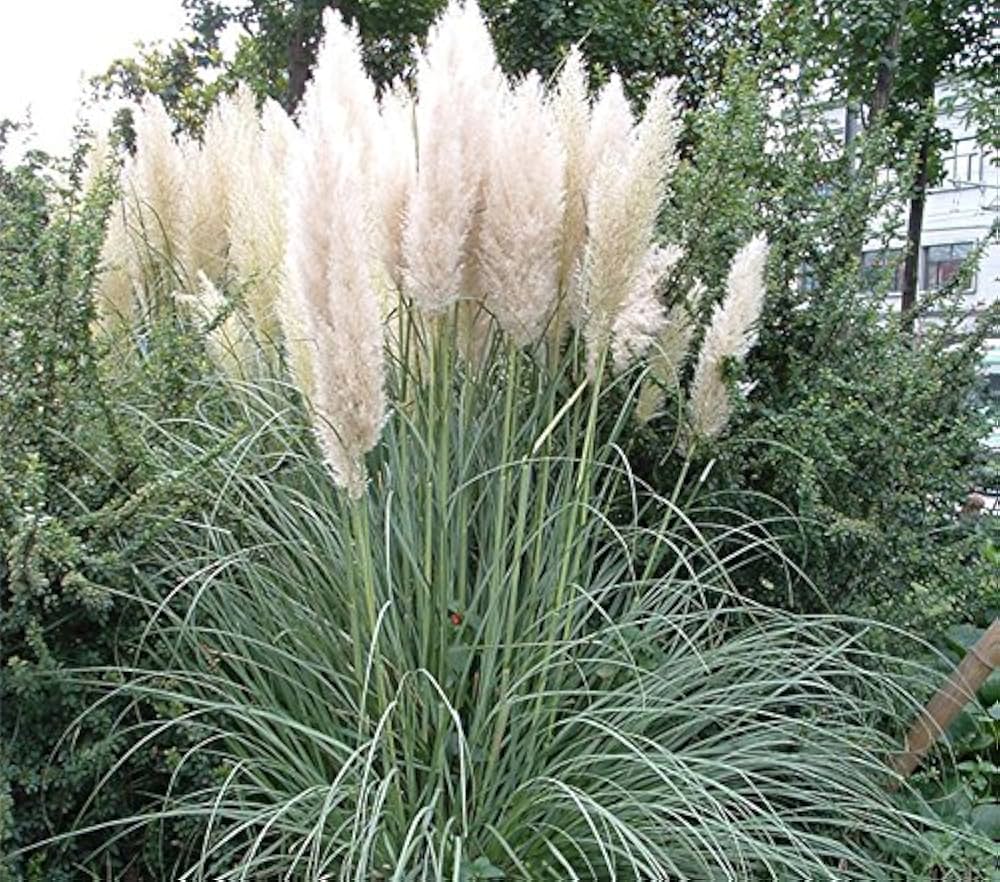 Pampas Grass Cortaderia selloana for urban garden use