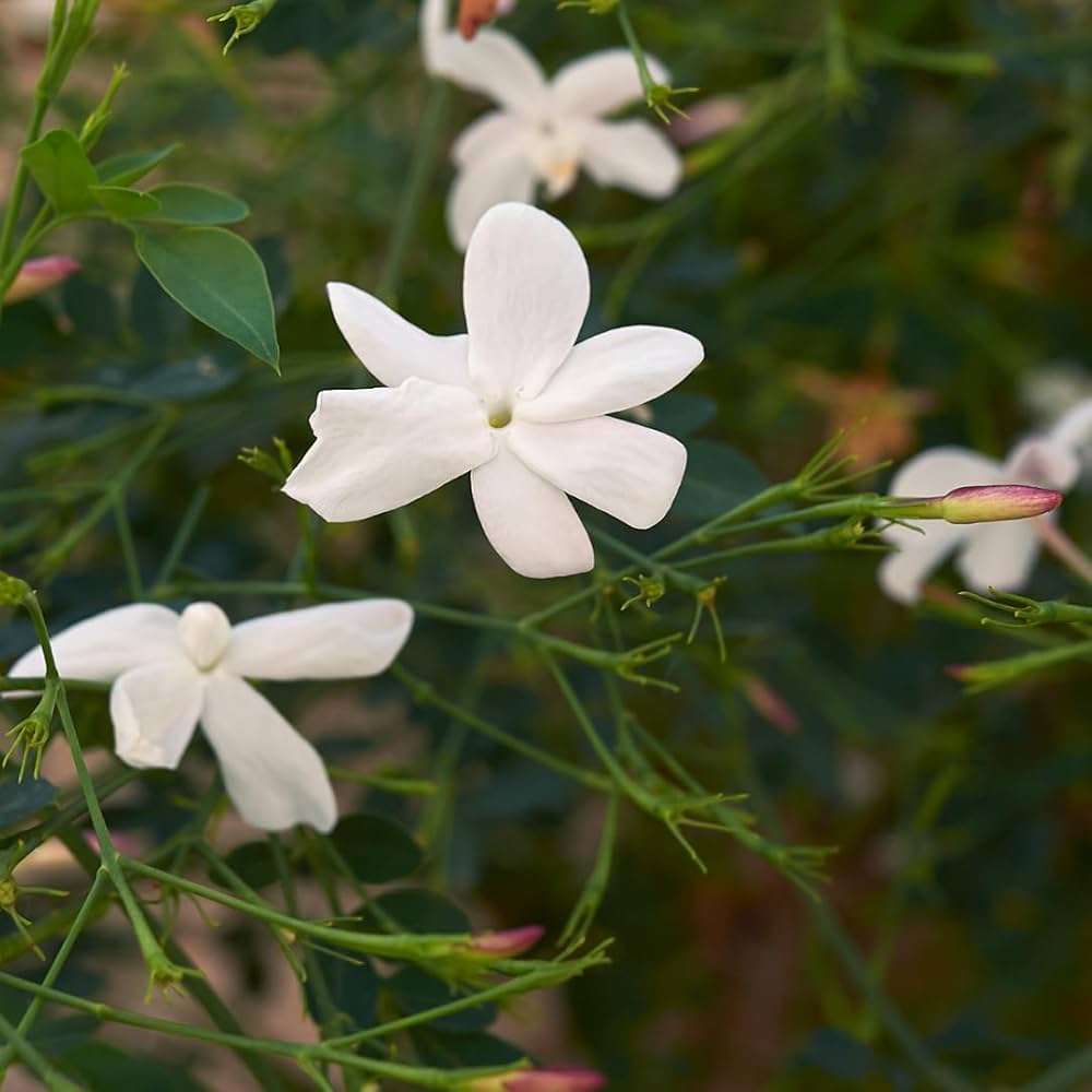 Jasmine Jasminum for planting in home garden