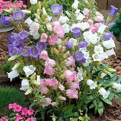 Canterbury Bells Cup & Saucer Mix Seeds | Premium Flower For Gardens Perfect Planting Outdoors