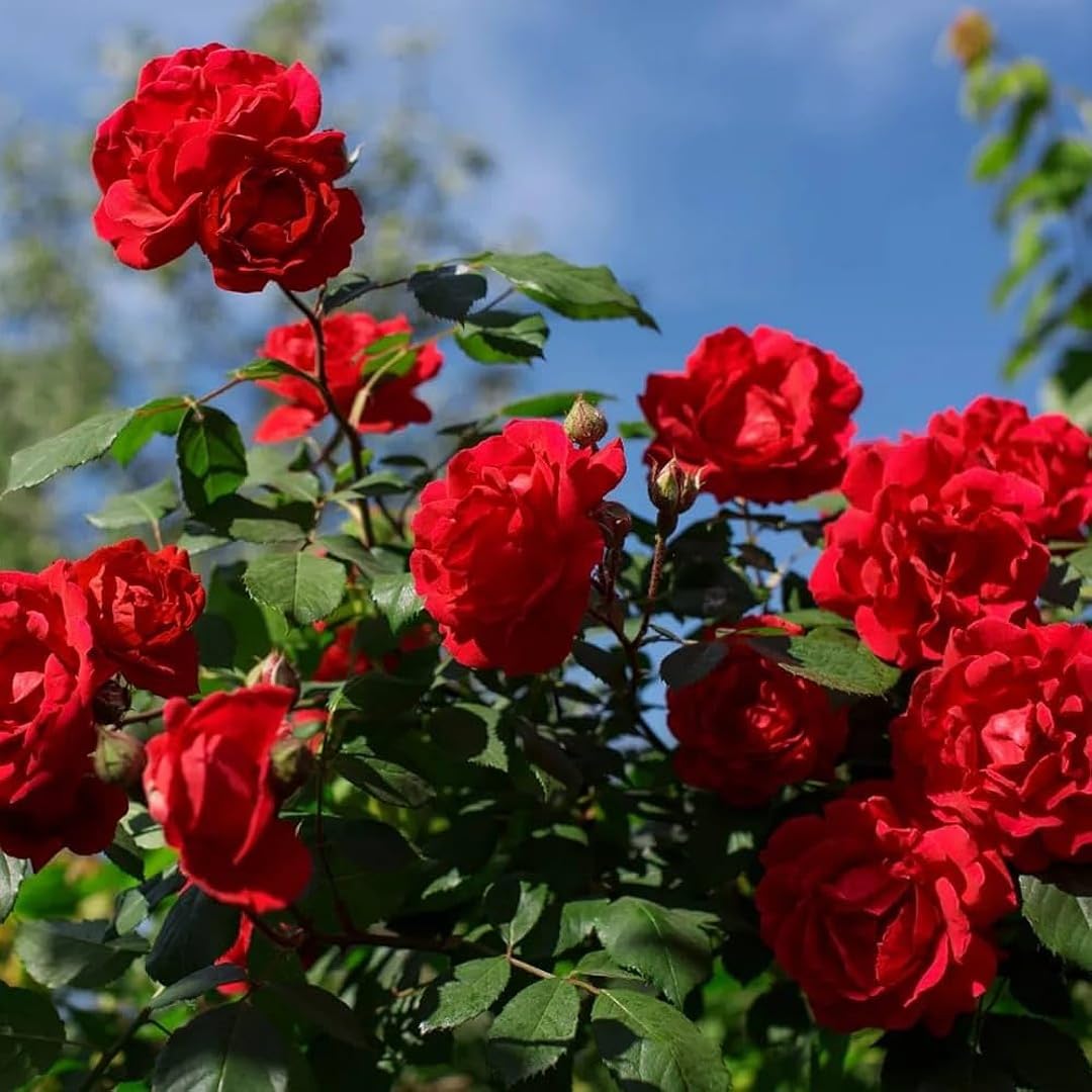 Vibrant Climbing Rose Flower Seeds For Planting Red: Perfect Colorful Gardens