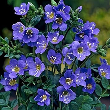 Blue Polemonium Flower seeds for Planting - Sun Loving, Heirloom & GMO Free Seeds for Home Garden
 
 Sale for planting in home garden.