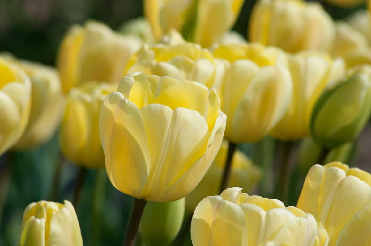 Tulip Flower seeds for Planting - Hardy Variety, Heirloom & GMO Free Seeds for Home Garden
 
 Sale for planting in home garden.